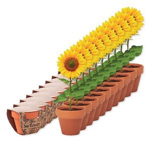 Pack mit 100 GiftRetail MO6147 - SUNFLOWER Terracotta-Topf Sonnenblume
