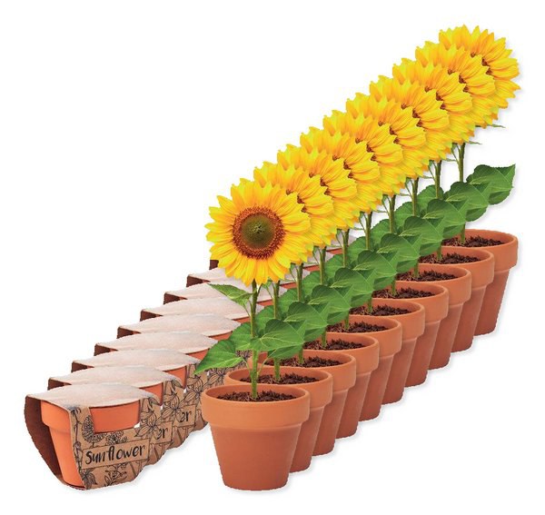 SUNFLOWER Terracotta-Topf Sonnenblume