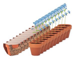 Pack de 100 GiftRetail MO6146 - FORGET ME NOT Pot graines de myosotis